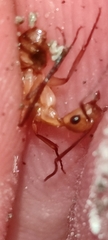 Camponotus zonatus
