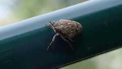 Issus coleoptratus