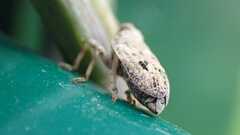 Issus coleoptratus