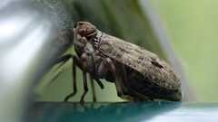 Issus coleoptratus