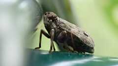 Issus coleoptratus