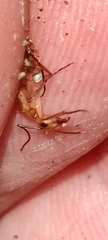 Camponotus zonatus