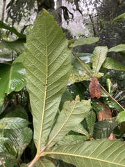 Quercus insignis