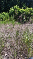 Dichanthelium spretum