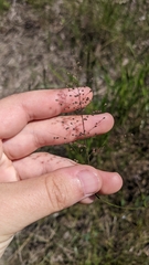 Dichanthelium spretum