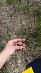 Dichanthelium spretum