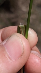 Dichanthelium spretum