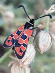 Zygaena hilaris