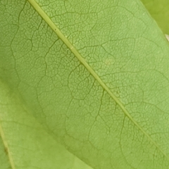 Erythroxylum areolatum