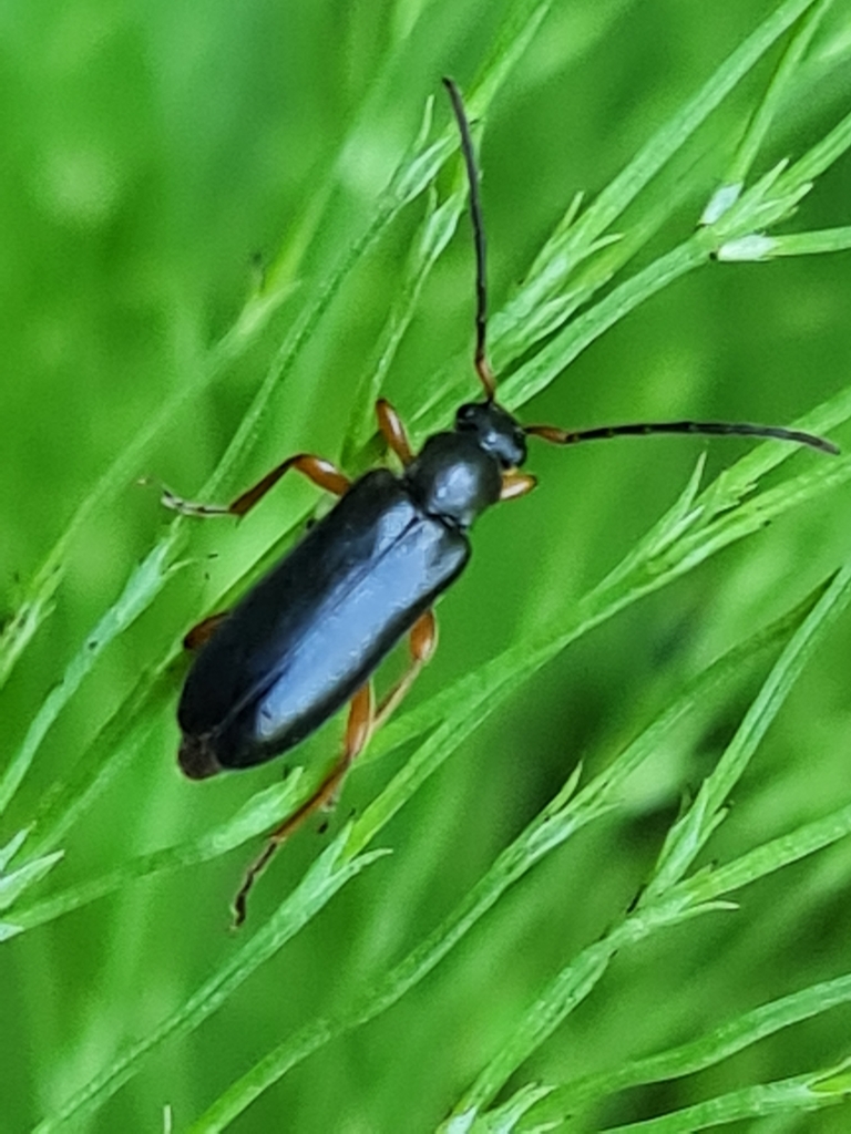 Alosterna ingrica