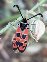 Zygaena hilaris