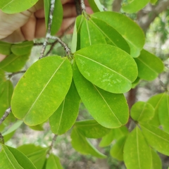 Erythroxylum areolatum