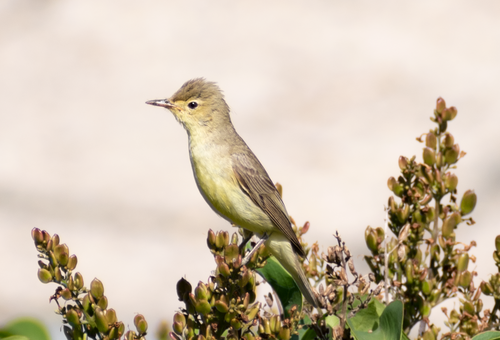 Paprastoji tošinukė nuotrauka