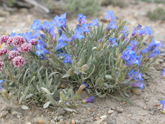 Penstemon pumilus