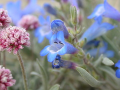 Penstemon pumilus