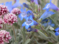 Penstemon pumilus
