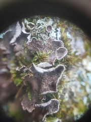 Peltigera lepidophora