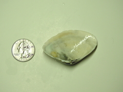 Iphigenia brasiliensis