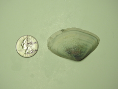 Iphigenia brasiliensis