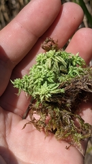 Sphagnum inundatum
