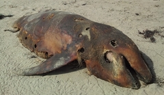 Delphinoidea