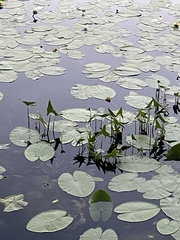 Sagittaria sagittifolia