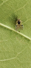 Bothriocera cacus