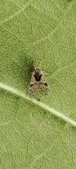 Bothriocera cacus