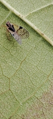 Bothriocera cacus