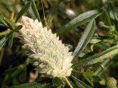 Phalaris canariensis