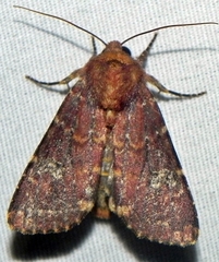 Sideridis congermana