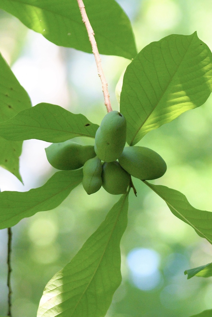 common pawpaw from Pony Pasture, Richmond, VA, US on June 30, 2022 at ...