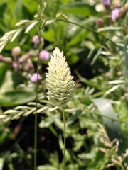 Phalaris canariensis