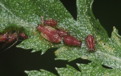 Uroleucon tanaceti