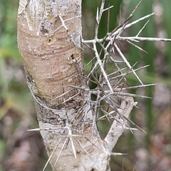 Xylosma bahamensis