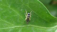 Solva marginata