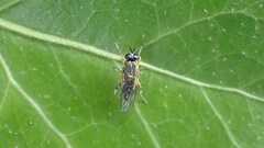 Solva marginata