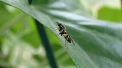 Solva marginata