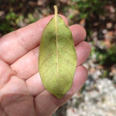 Terminalia eriostachya