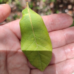 Terminalia eriostachya