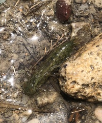 Anax imperator