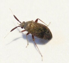Atractotomus mali