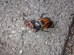 Anisoplia austriaca