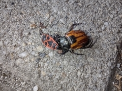 Anisoplia austriaca
