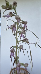 Himantoglossum