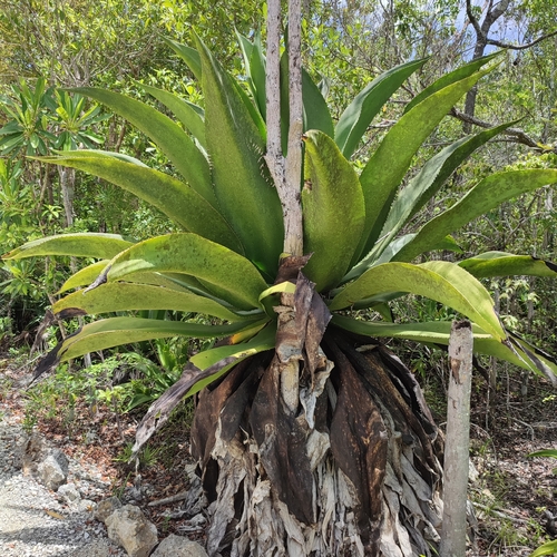 Image of Agave caymanensis by no rights reserved