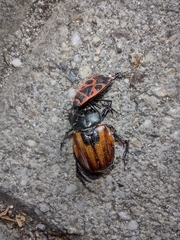 Anisoplia austriaca