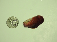 Modiolus americanus