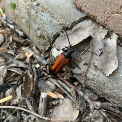 Stenelytrana emarginata