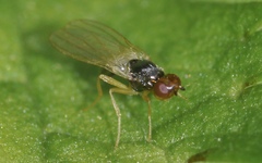 Chamaepsila